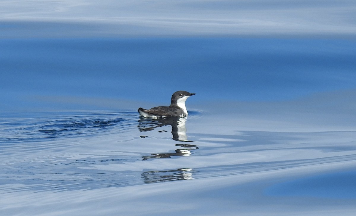 Scripps's Murrelet - ML620427259