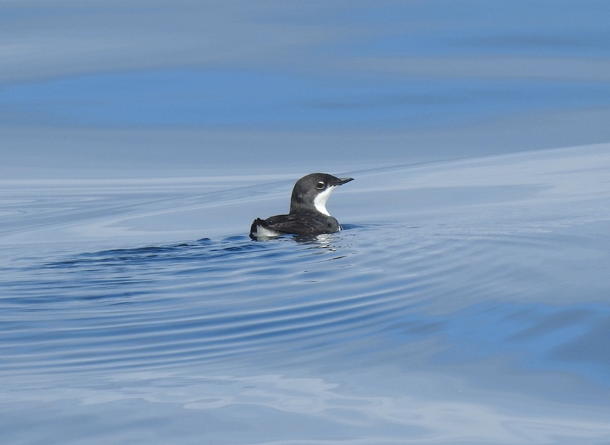 Scripps's Murrelet - ML620427262