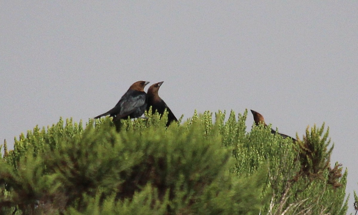 Brown-headed Cowbird - ML620427264