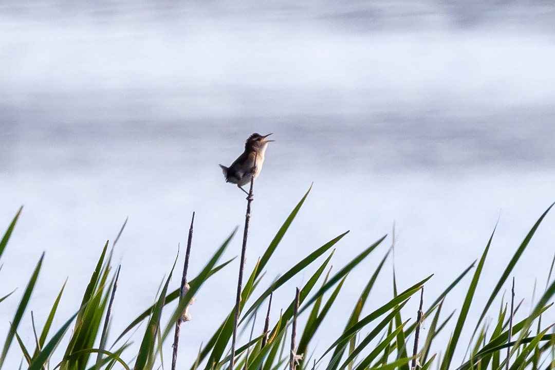 Marsh Wren - ML620427266