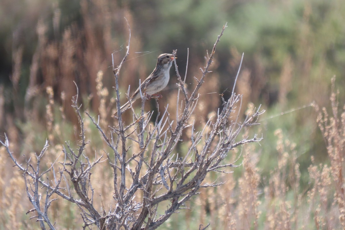 Brewer's Sparrow - ML620427271