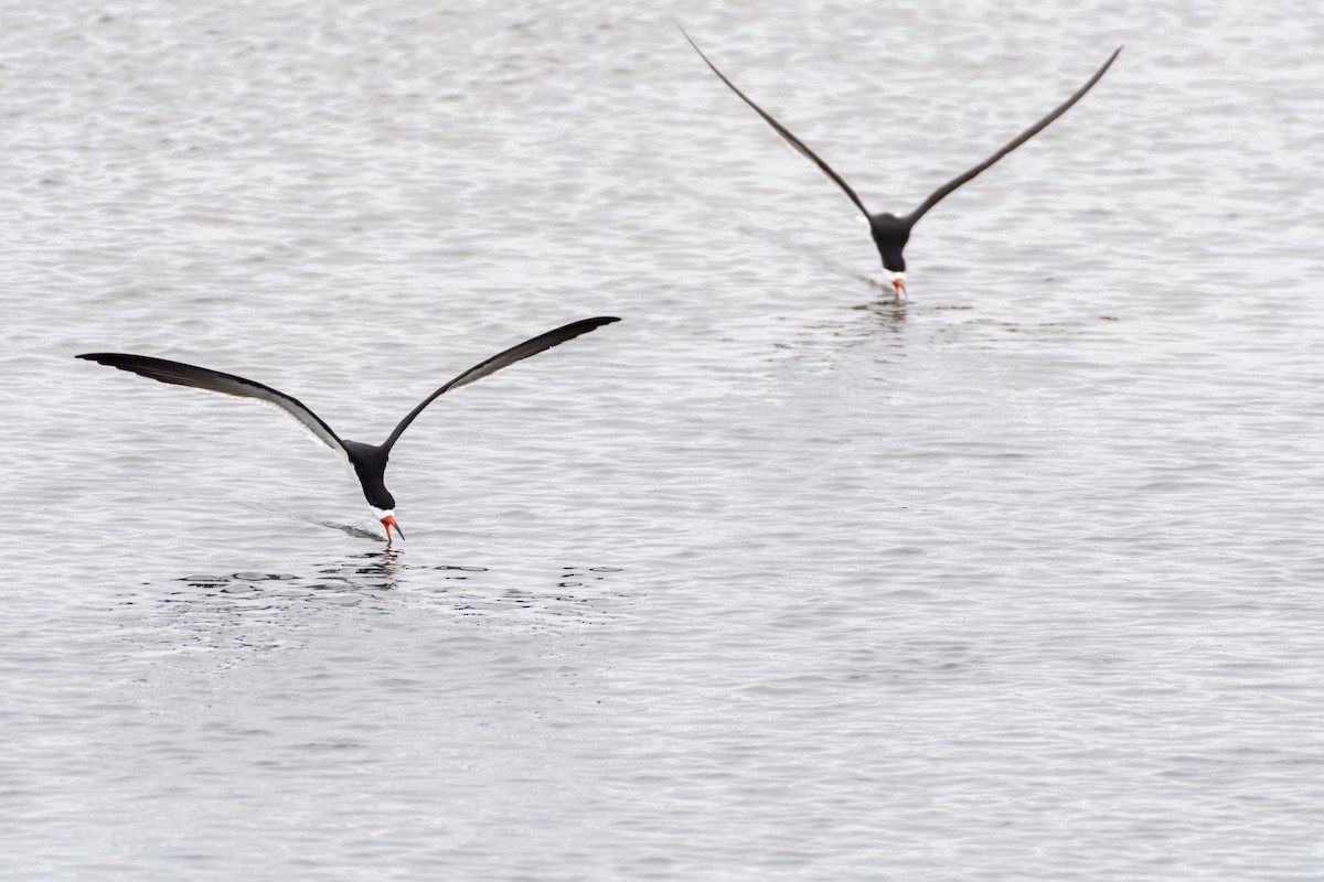 Black Skimmer - ML620427273