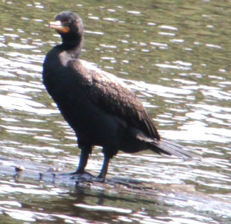 Double-crested Cormorant - ML620427275