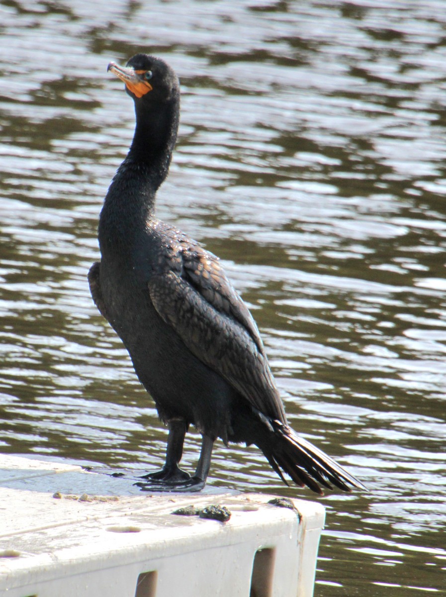 Double-crested Cormorant - ML620427277