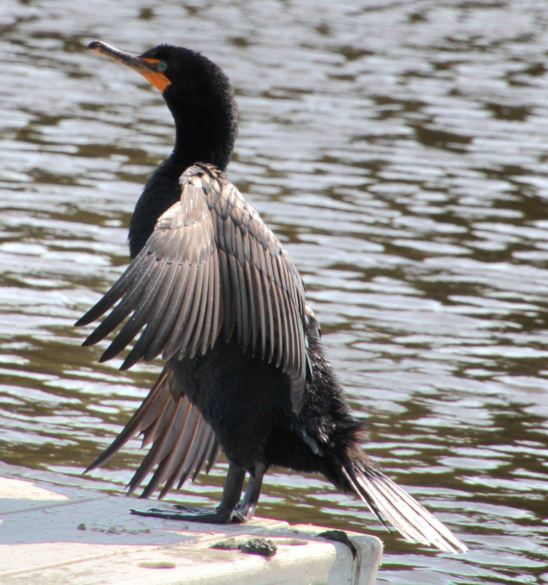 Double-crested Cormorant - ML620427278