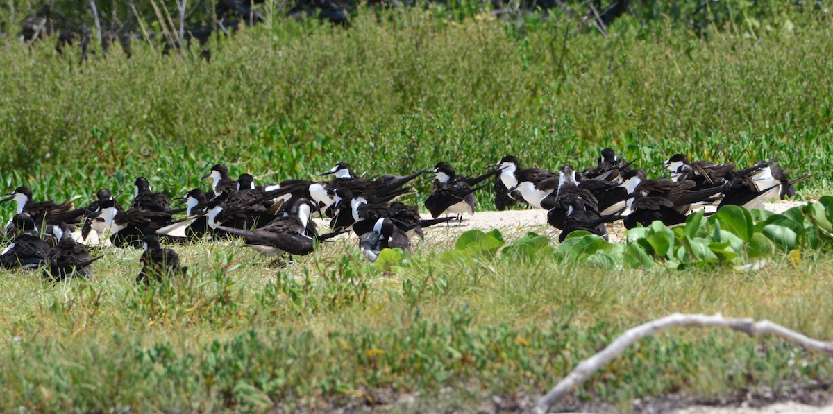 Sooty Tern - ML620427279