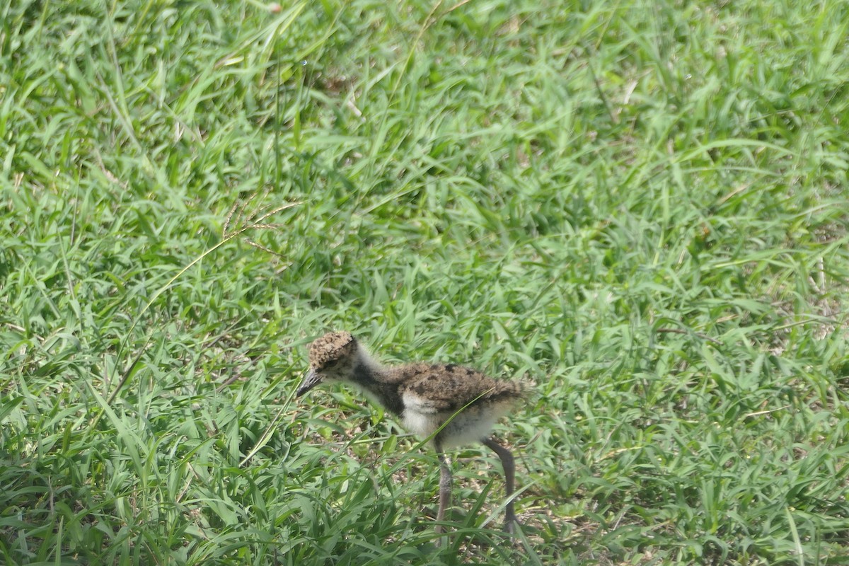 Southern Lapwing - ML620427290