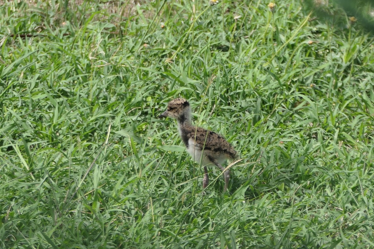 Southern Lapwing - ML620427291