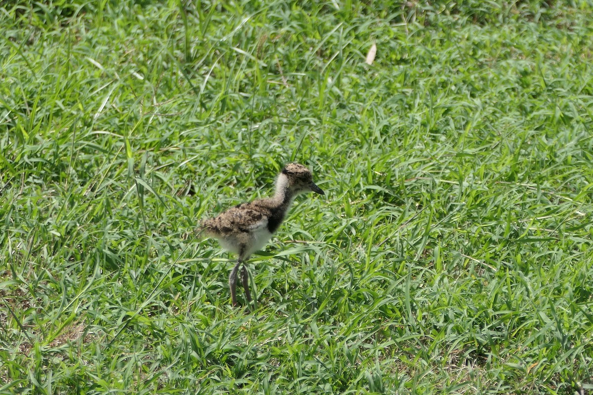 Southern Lapwing - ML620427293