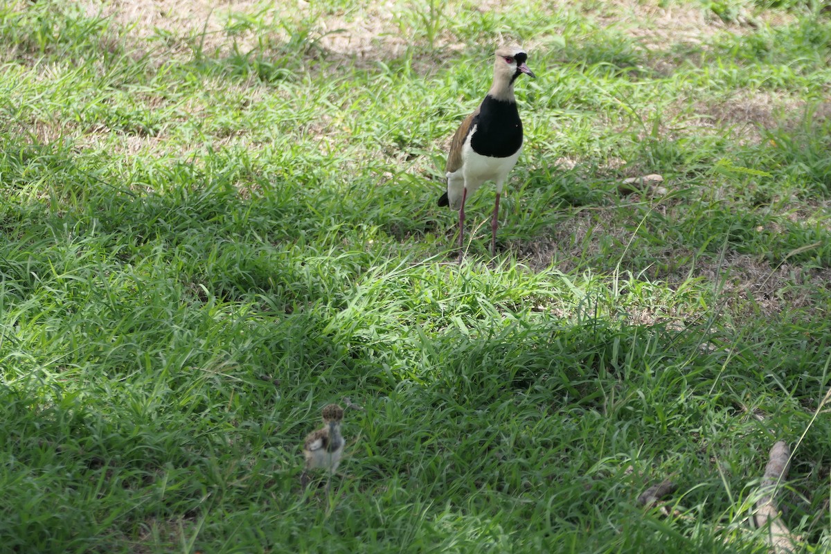 Southern Lapwing - ML620427294