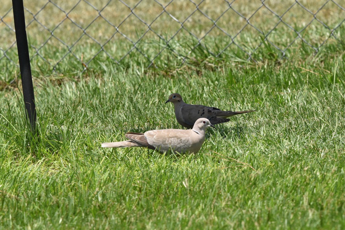 Eurasian Collared-Dove - ML620427296