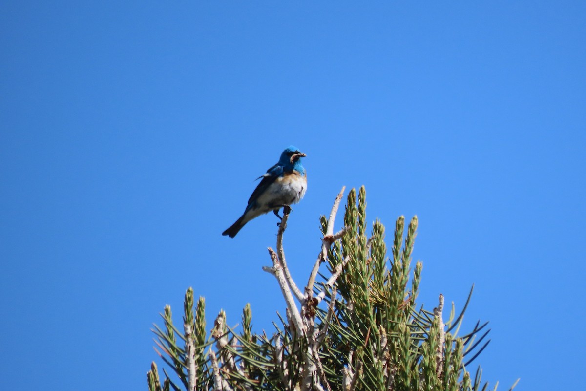 Lazuli Bunting - ML620427297