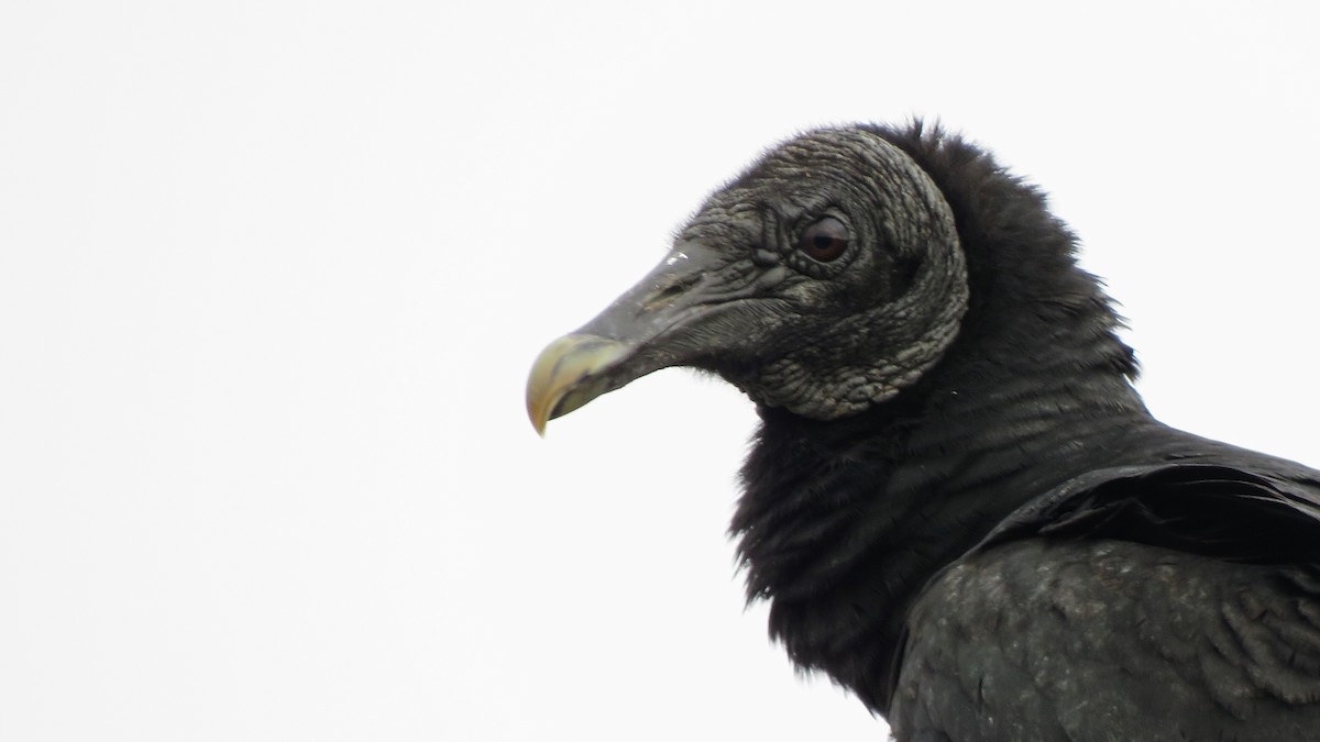 Black Vulture - ML620427298