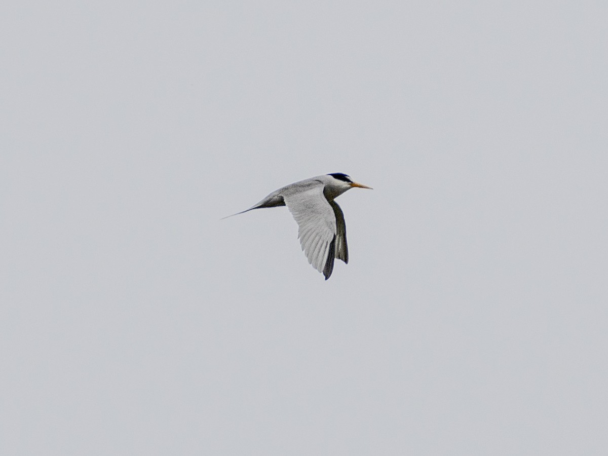 Least Tern - ML620427299