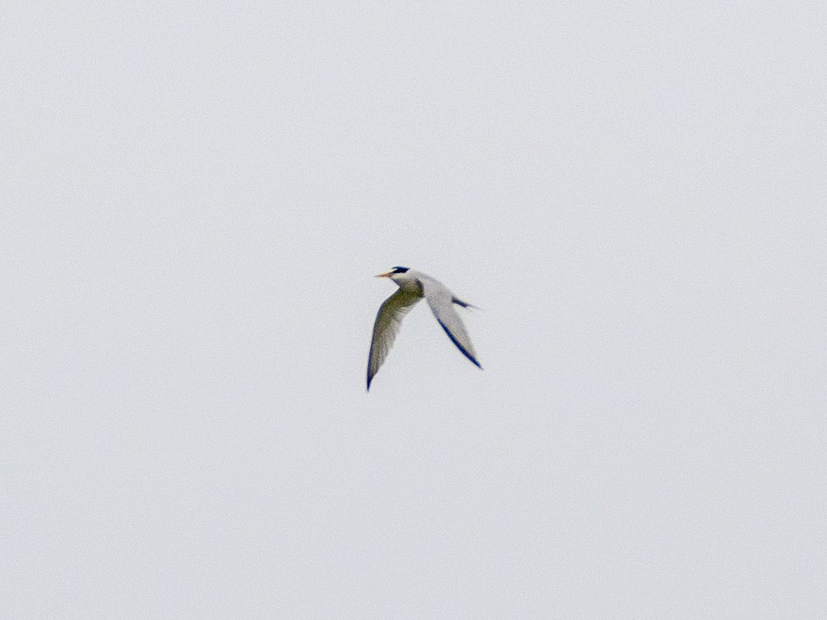 Least Tern - ML620427301