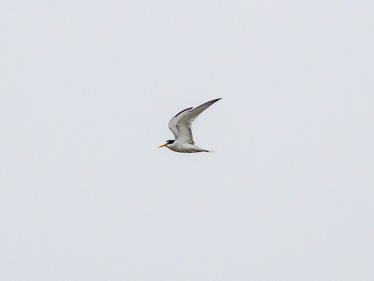 Least Tern - ML620427302