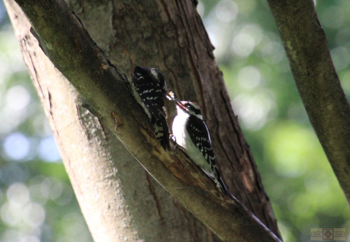 Downy Woodpecker - ML620427304