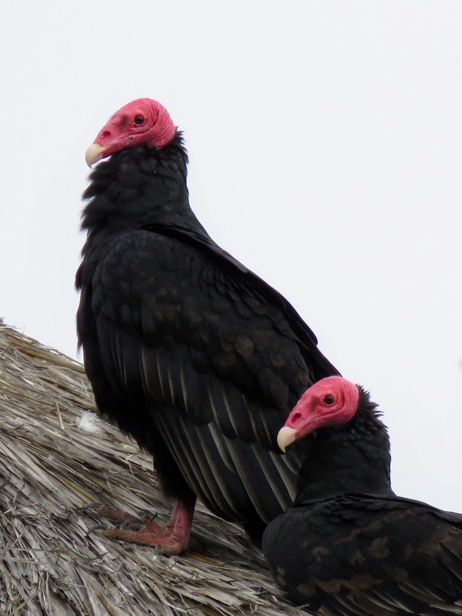 Turkey Vulture - ML620427305