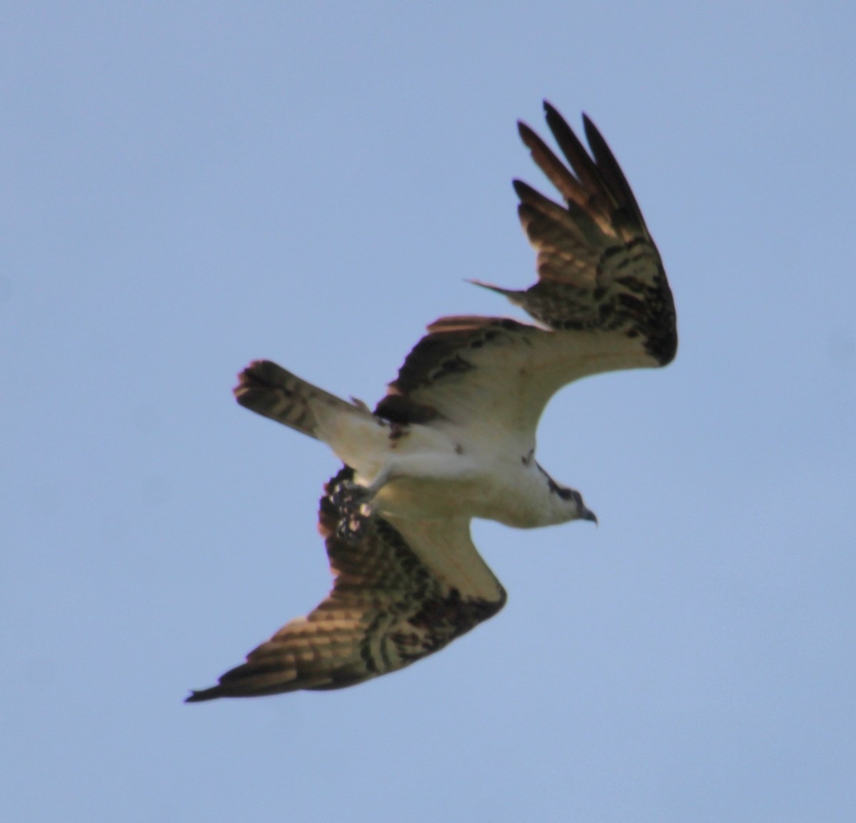 orlovec říční (ssp. carolinensis) - ML620427311