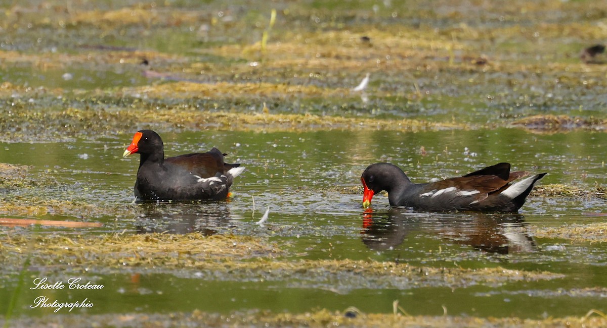 Common Gallinule - ML620427314