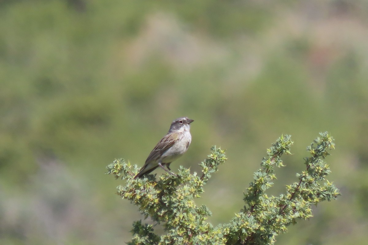 Sagebrush Sparrow - ML620427319