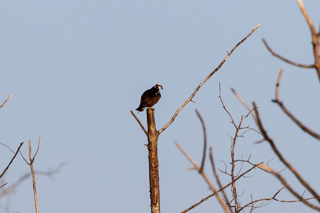 Águila Pescadora - ML620427325