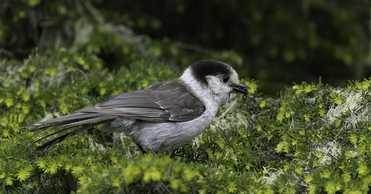 Canada Jay - ML620427326