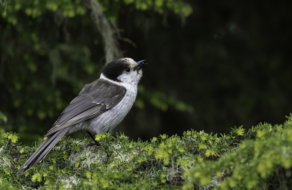 Canada Jay - ML620427327