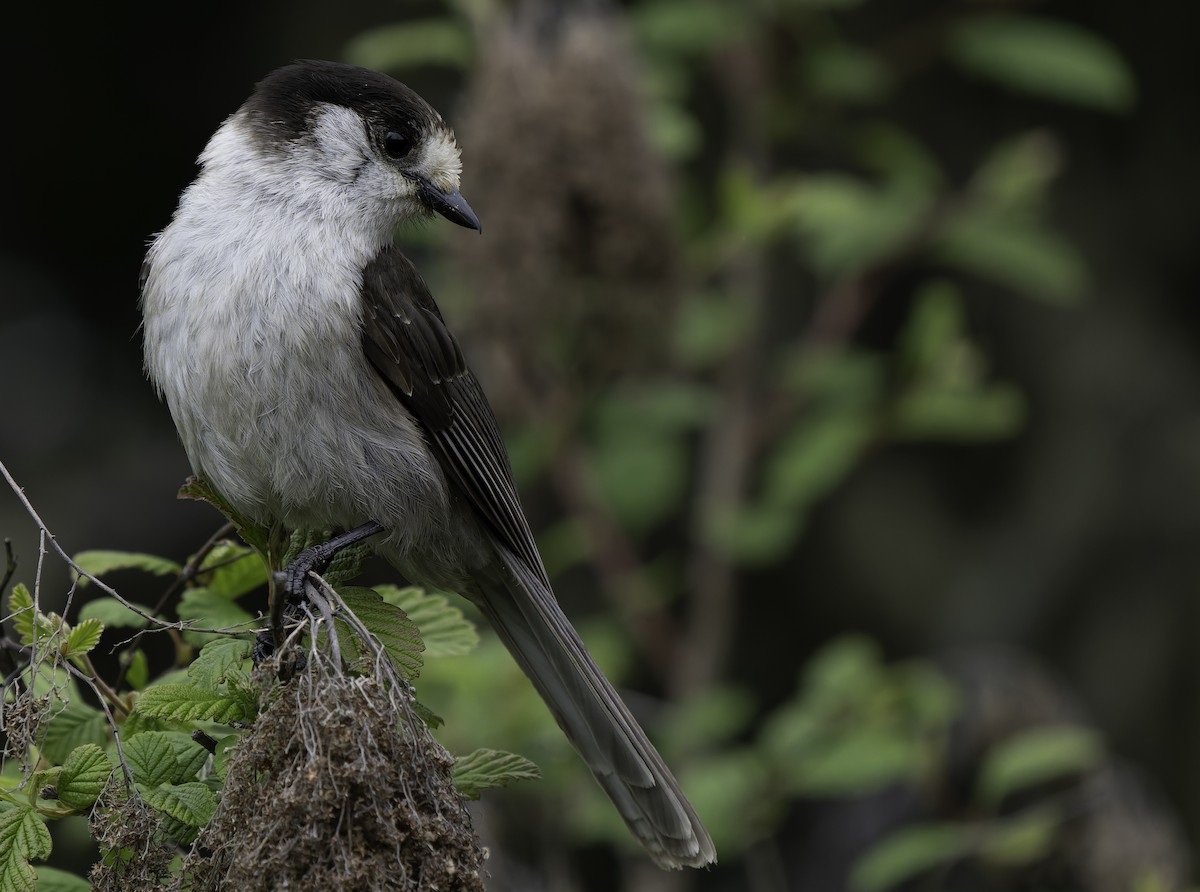 Canada Jay - ML620427328