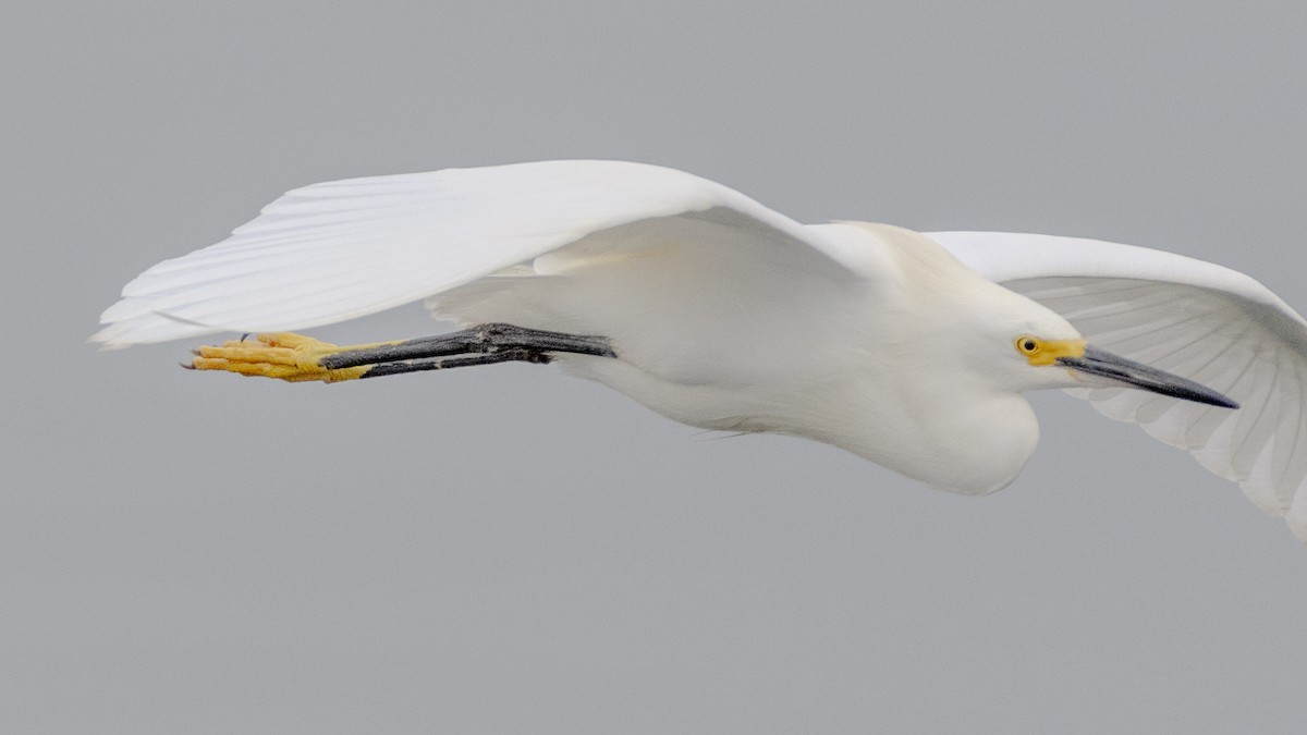 Snowy Egret - ML620427330