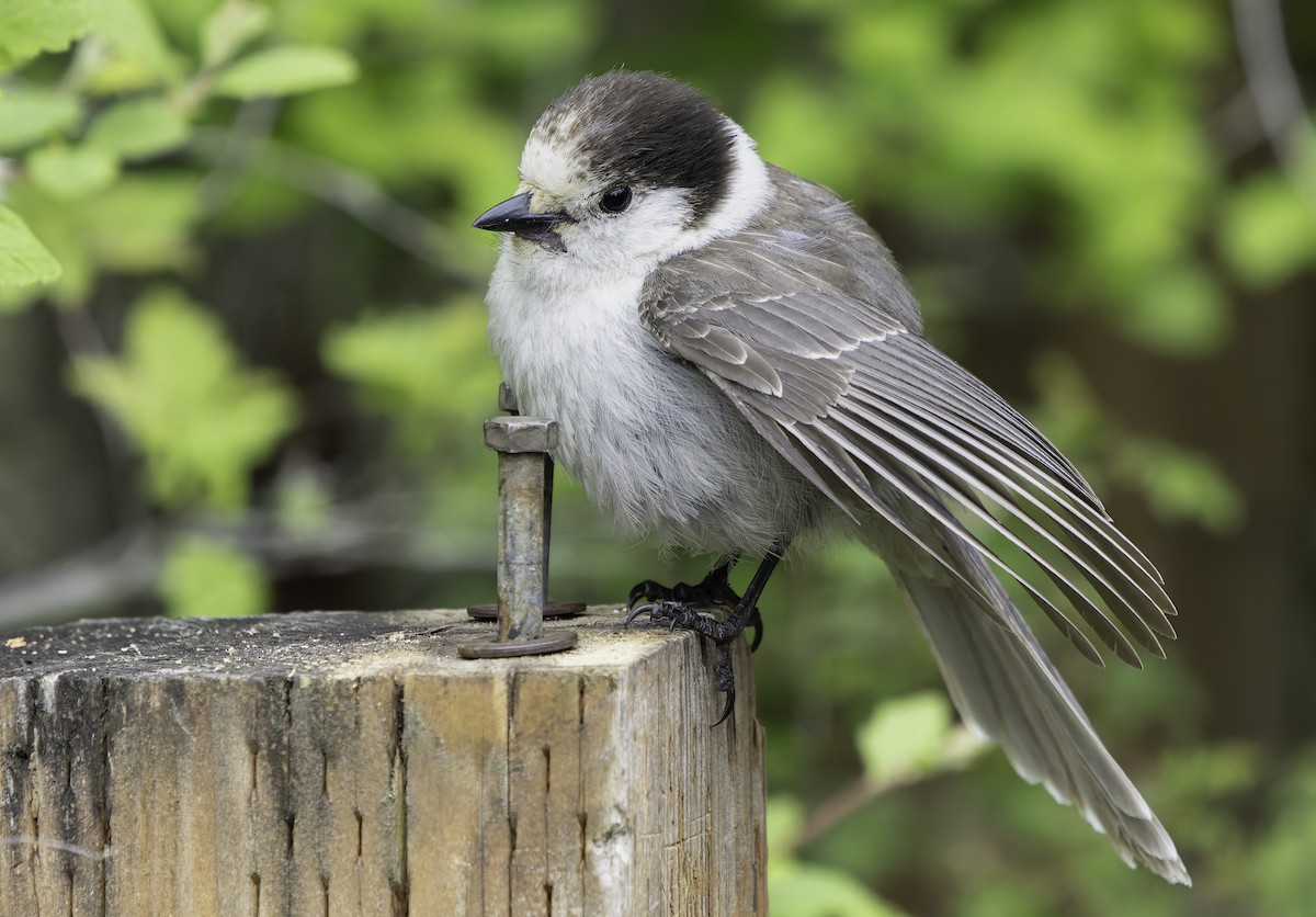 Canada Jay - ML620427331