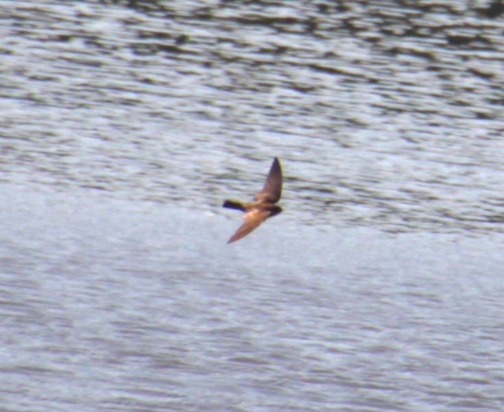 Northern Rough-winged Swallow - ML620427332