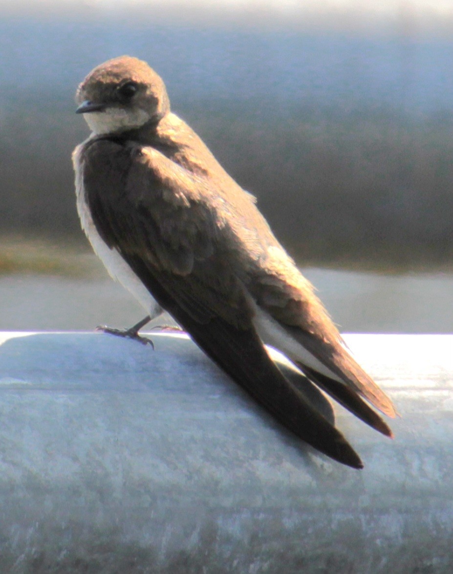 Northern Rough-winged Swallow - ML620427333