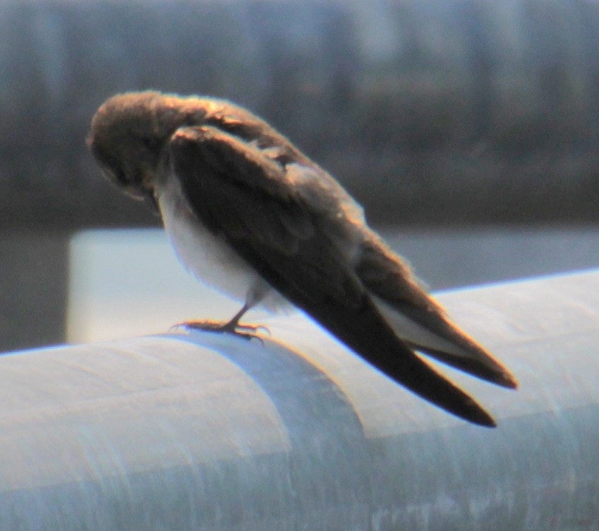 Golondrina Aserrada - ML620427335