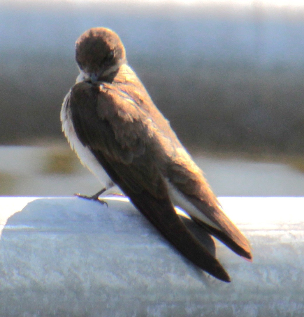 Northern Rough-winged Swallow - ML620427336
