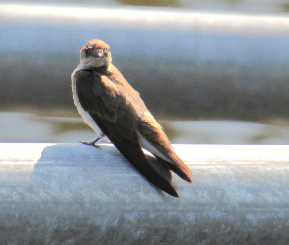 Northern Rough-winged Swallow - ML620427337