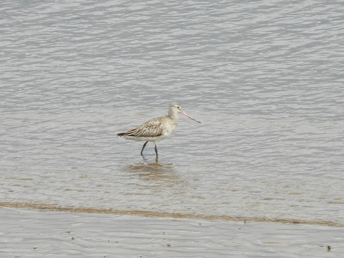 Bar-tailed Godwit - WS Barbour