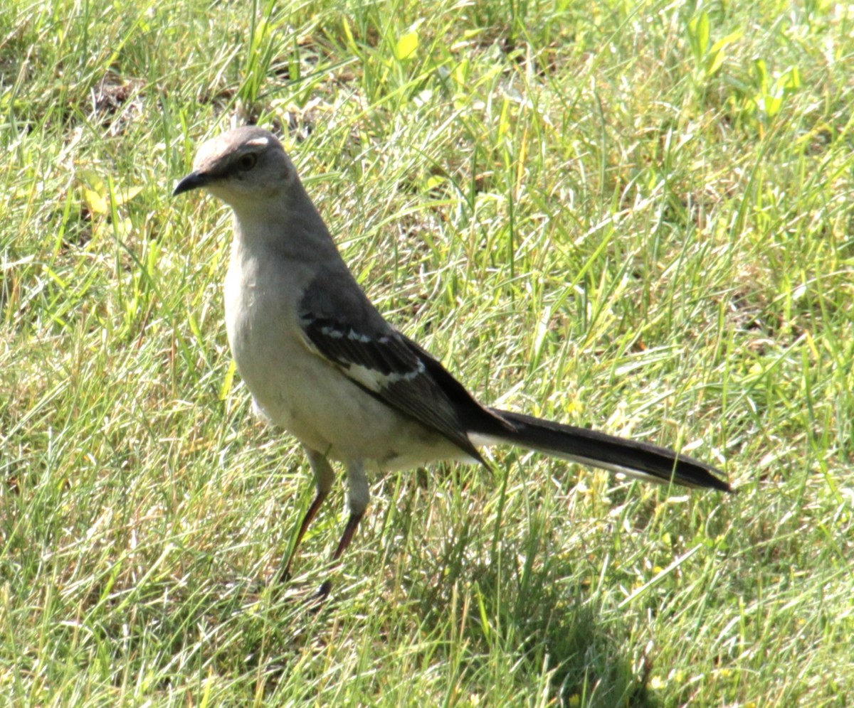 Northern Mockingbird - ML620427354