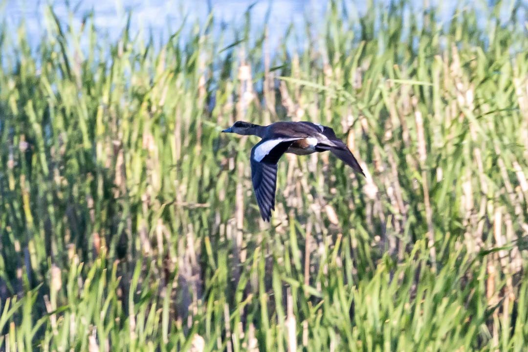 American Wigeon - ML620427357