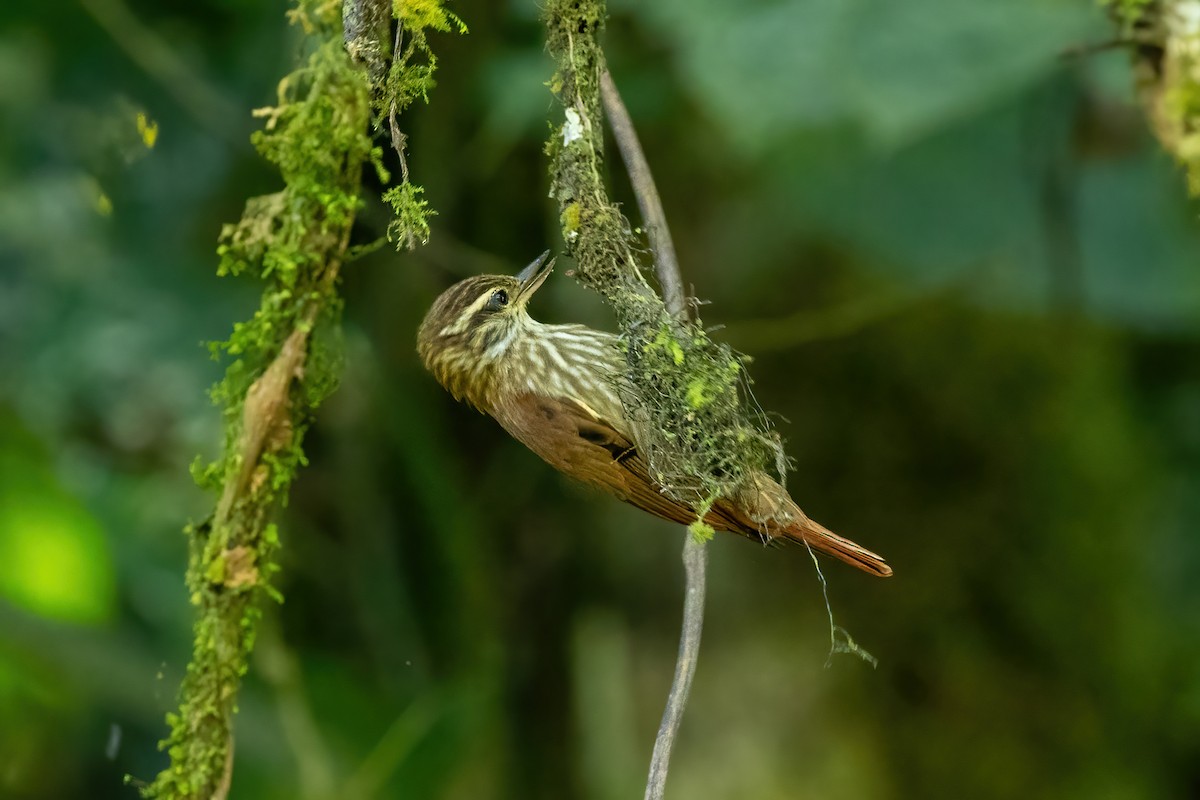 Streaked Xenops - ML620427364