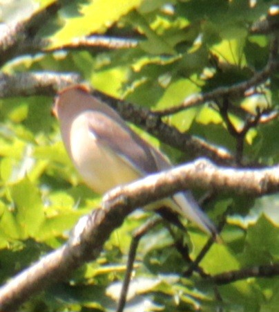 Cedar Waxwing - ML620427366