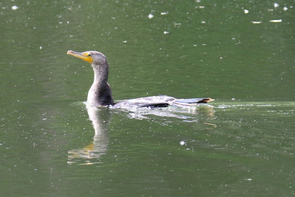 Double-crested Cormorant - ML620427367