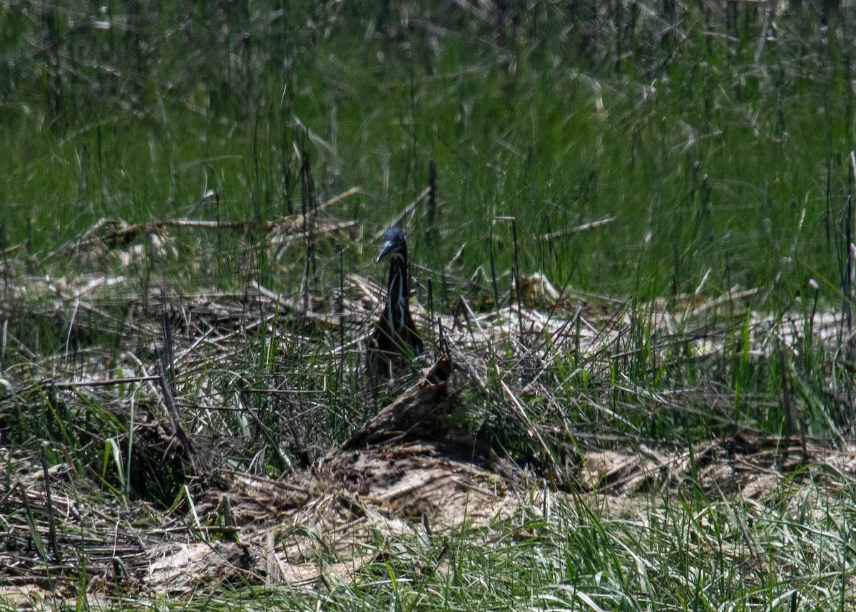 Green Heron - ML620427374