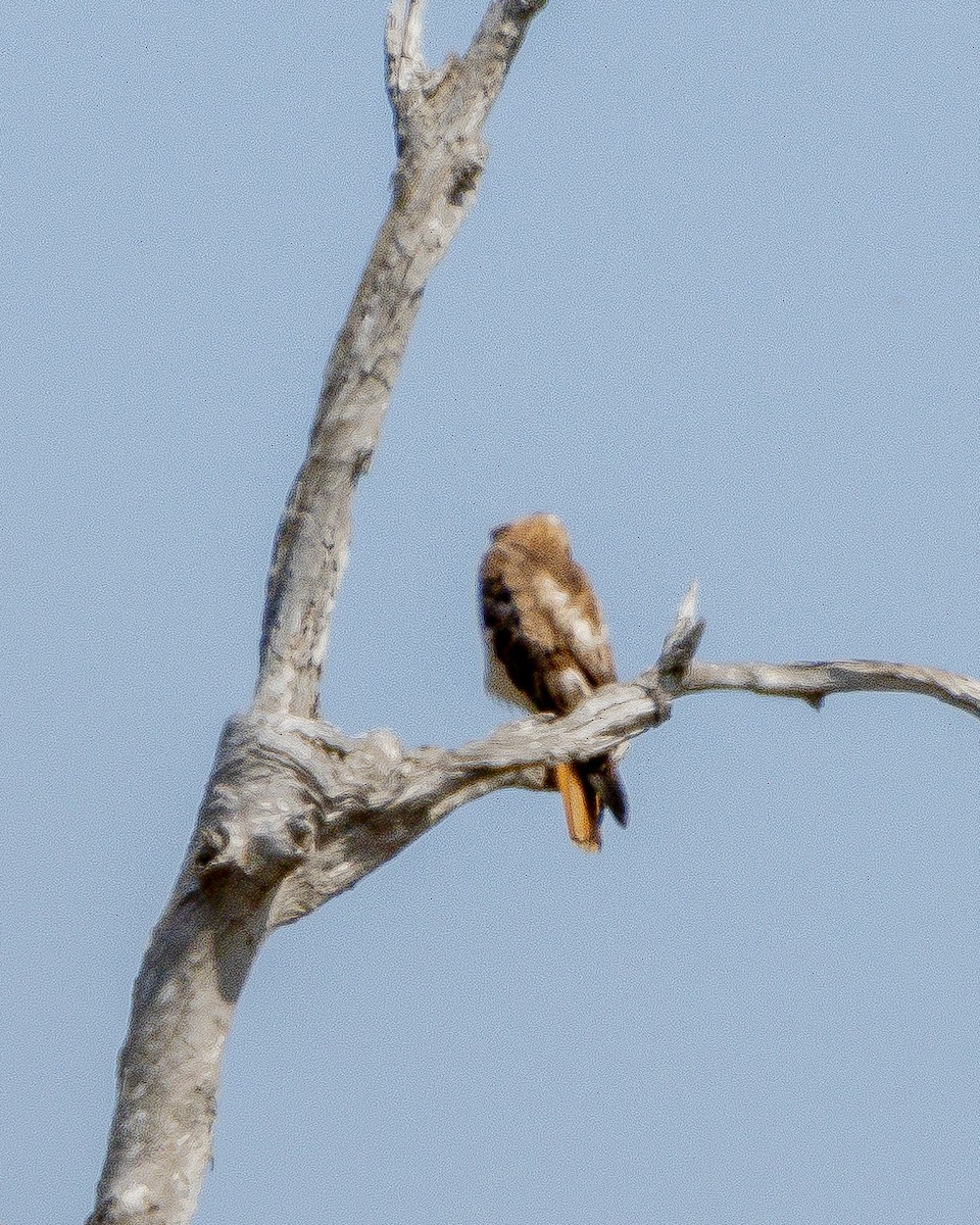 Red-tailed Hawk - ML620427384