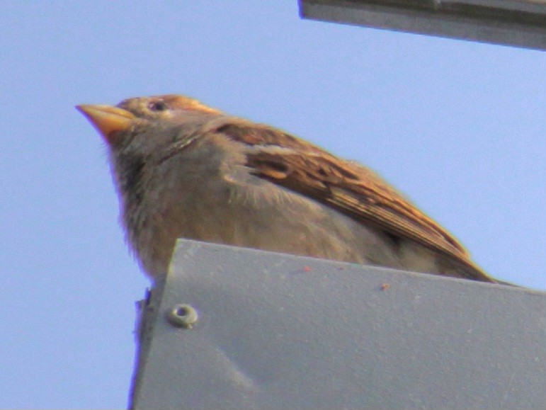 Moineau domestique - ML620427385