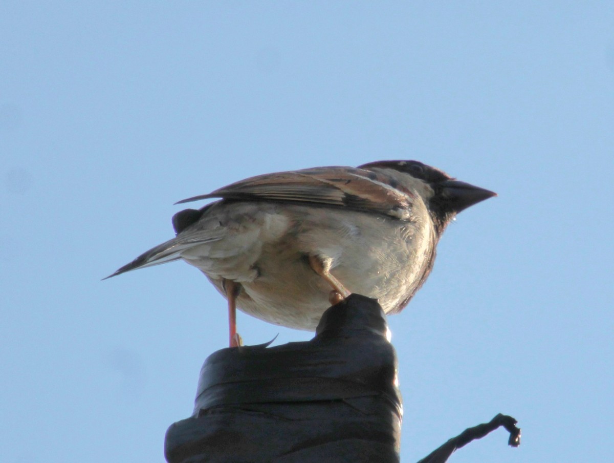 House Sparrow - ML620427386