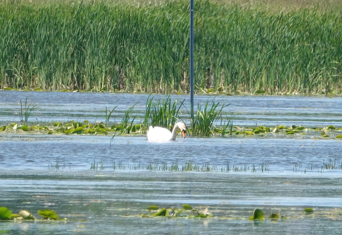 Cygne tuberculé - ML620427391