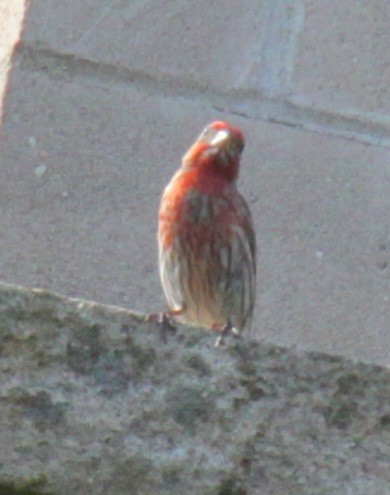 House Finch - ML620427392