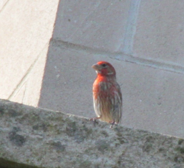 House Finch - ML620427394