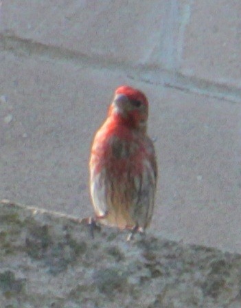 House Finch - ML620427395